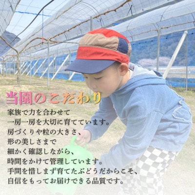 【さとふる限定・厳選品2房】岡山県産シャインマスカット・ピオーネ詰め合わせ