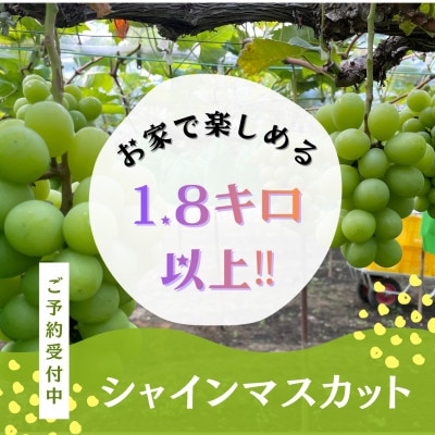 「1.8キロ以上」産地直送・岡山県産シャインマスカット