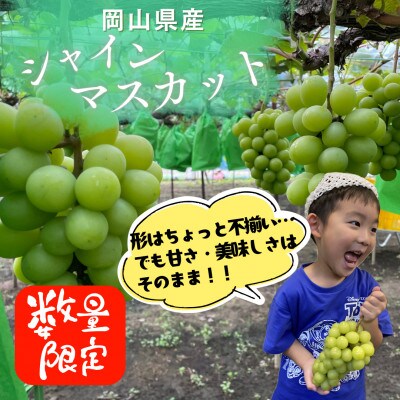 「1.8キロ以上」産地直送・岡山県産シャインマスカット
