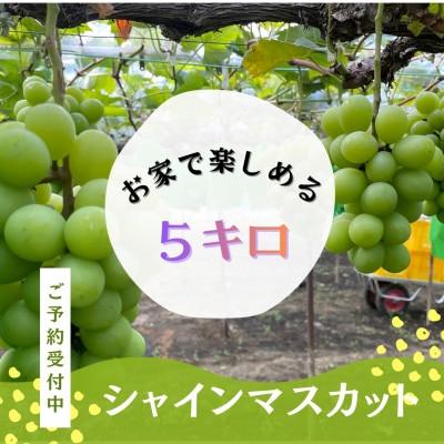 家庭用(5キロ)産地直送・岡山県産シャインマスカット