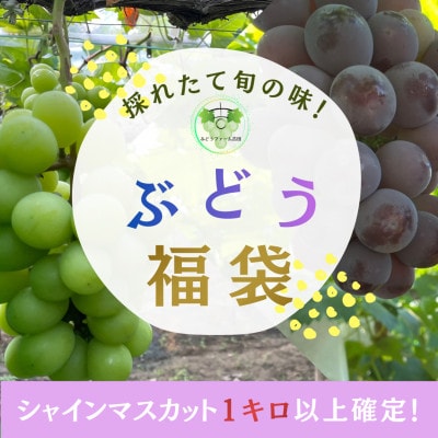 岡山県産ぶどう詰め合わせ【福袋】1.8キロ以上(シャインマスカット1キロ以上お約束します)