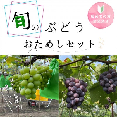 岡山県産ぶどう詰め合わせ【福袋】1.8キロ以上(シャインマスカット1キロ以上お約束します)