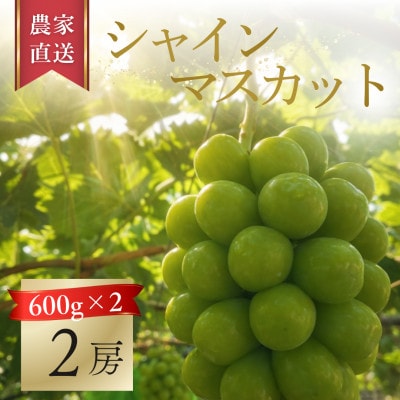 産地直送!【岡山県産・厳選品2房】シャインマスカット(計1.2kg)