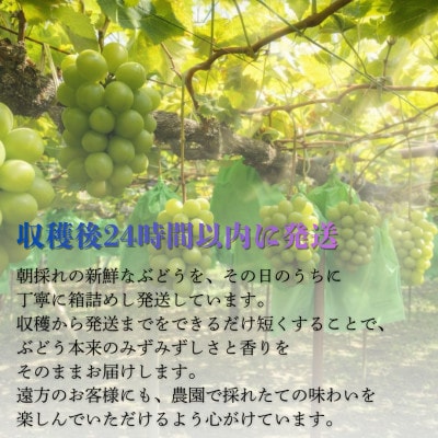産地直送!【岡山県産・厳選品2房】シャインマスカット(計1.2kg)