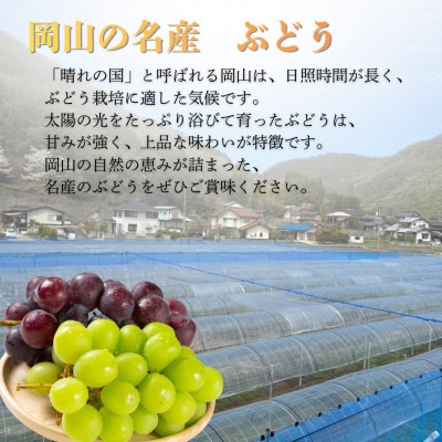 産地直送!【岡山県産・厳選品2房】シャインマスカット(計1.2kg)