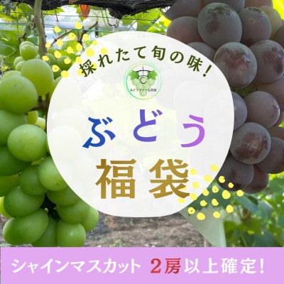 【お楽しみ福袋2026】シャインマスカット+その他の品種(計2-3種・400g×4)