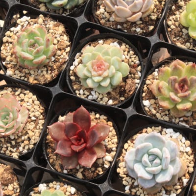 【さとふる限定】多肉植物「エケベリアアソートセット」