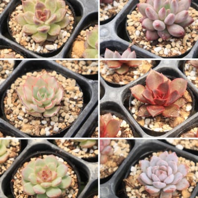 【さとふる限定】多肉植物「エケベリアアソートセット」