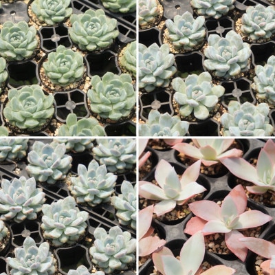 【さとふる限定】多肉植物「エケベリアアソートセット」