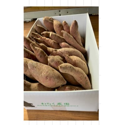 赤崎からいも5kg×1箱【熊本県津奈木町】《わらく農園》