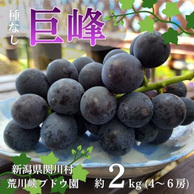 【先行予約】ぶどうの王様!種なし巨峰 約2kg [荒川峡ブドウ園]