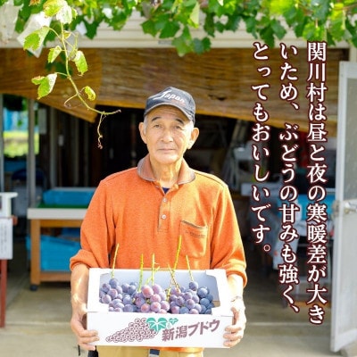 【先行予約】ぶどうの王様!種なし巨峰 約2kg [荒川峡ブドウ園]