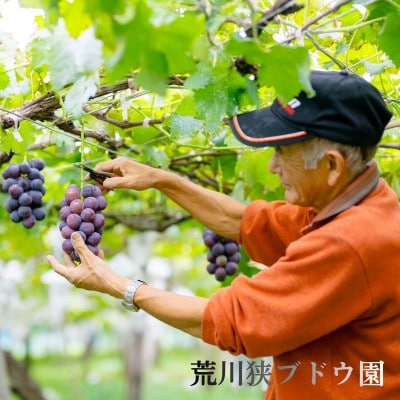 【先行予約】ぶどうの王様!種なし巨峰 約2kg [荒川峡ブドウ園]