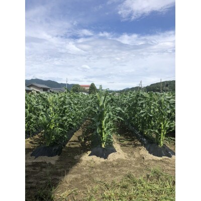 スイートコーンLサイズ(約350g～400g)ホワイト15本セット