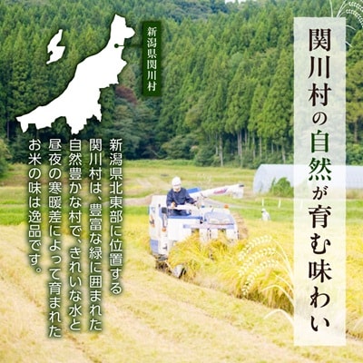 ふっくら食感!R7年産 関川村産コシヒカリ6kg(3kg×2) 丁寧に育てた贅沢米 [山口ファーム]
