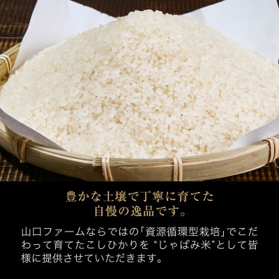 【毎月定期便】関川村産コシヒカリ6kg 丁寧に育てた贅沢米 [山口ファーム]全6回