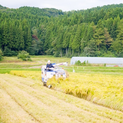 【毎月定期便】関川村産コシヒカリ6kg 丁寧に育てた贅沢米 [山口ファーム]全12回