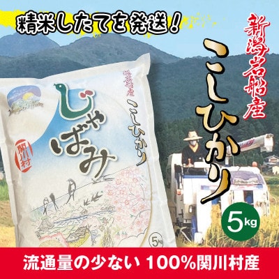 【毎月定期便】関川村産コシヒカリ精米5kg 丁寧に育てた贅沢米 [山口ファーム]全6回