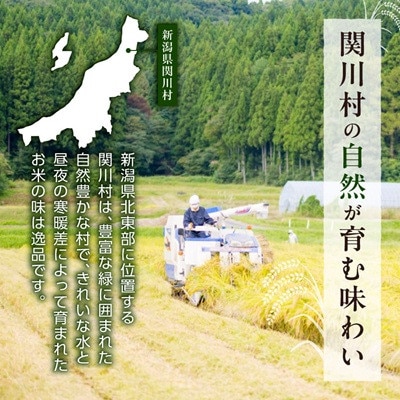 【毎月定期便】関川村産コシヒカリ精米5kg 丁寧に育てた贅沢米 [山口ファーム]全6回