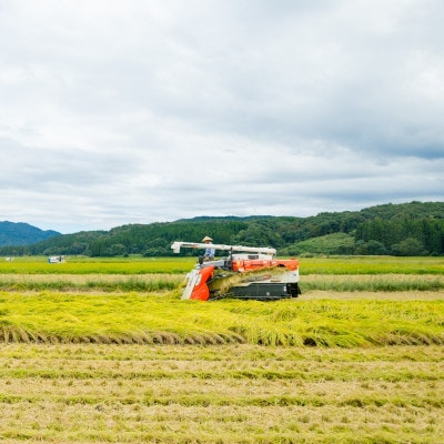 [先行予約] R7年産 関川村産こしひかり5kg ふっくら美味しさ 岩船米 [横山農産]