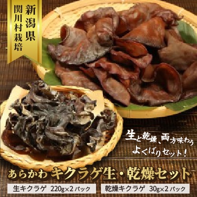 あらかわキクラゲ生・乾燥セット(生キクラゲ220g×2パック・乾燥キクラゲ30g×2パック)