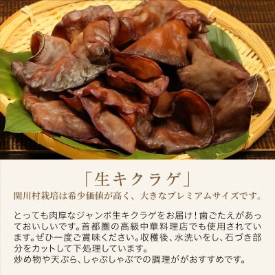 あらかわキクラゲ生・乾燥セット(生キクラゲ220g×2パック・乾燥キクラゲ30g×2パック)