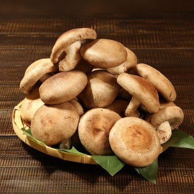 あらかわ生しいたけ　大したもんじゃセット(生しいたけ、乾燥しいたけミンチ、乾燥キクラゲ)