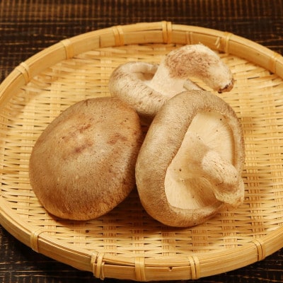 肉厚でプレミアムジャンボ!あらかわ生しいたけ&生キクラゲセット