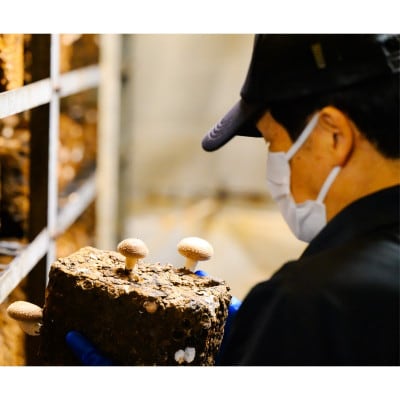 【毎月定期便】肉厚!あらかわ生しいたけ特選プレミアム全12回