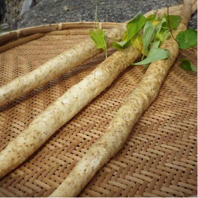 【関川村産】山薫る自然薯 一本物700g以上