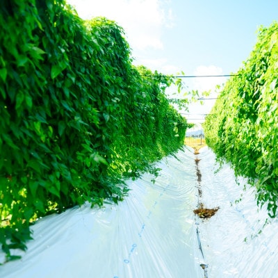【関川村産】山薫る自然薯 一本物700g以上