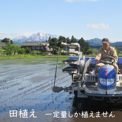 [先行予約]R7年産 [極上]こだわり 岩船産コシヒカリ精米12kg(3kg×4袋)[奥越後百姓屋]