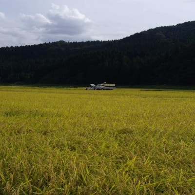 【毎月定期便】炊きたてつやつや 新潟関川村産 岩船米こしひかり　精米 5kg [星山米店]全6回
