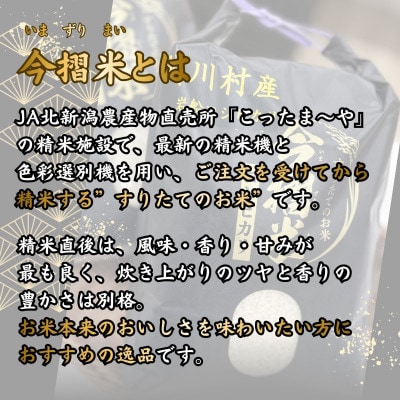 R7年産 関川村産 岩船コシヒカリ 今摺米 5kg(精米5kg×1袋)[JA北新潟]