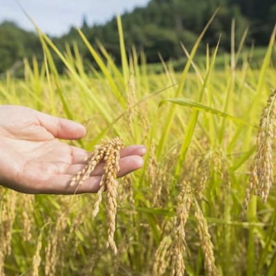 R7年産 新潟県岩船産 コシヒカリ玄米30kg　米食味鑑定士が厳選吟味した1等米 [青南総合農園]