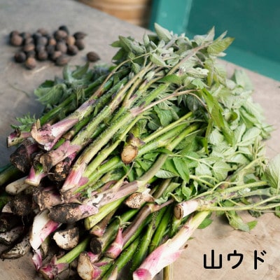 R8年5月3日開催　今春こそ大自然の中で春の息吹を満喫したい!山菜を楽しむ会参加券(大人1名分)