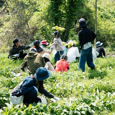 R8年5月3日開催　今春こそ大自然の中で春の息吹を満喫したい!山菜を楽しむ会参加券(大人1名分)