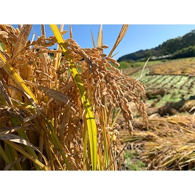 【令和元年産】小国町の大自然の中でつくられたお米　5kg