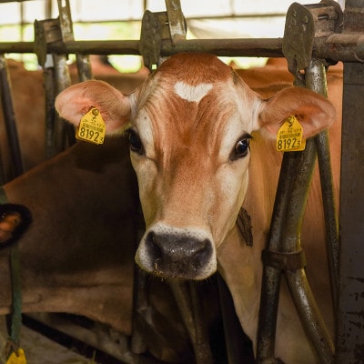 【阿蘇小国ジャージー牛乳】のむヨーグルト 150ml×12本(YS-5)/JA阿蘇小国郷