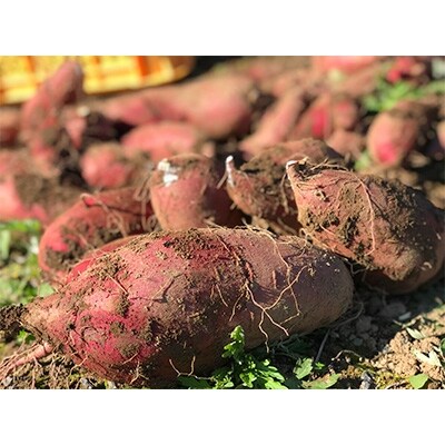【ギフト】阿蘇小国育ちの干し芋ミニ(35g×10袋入)