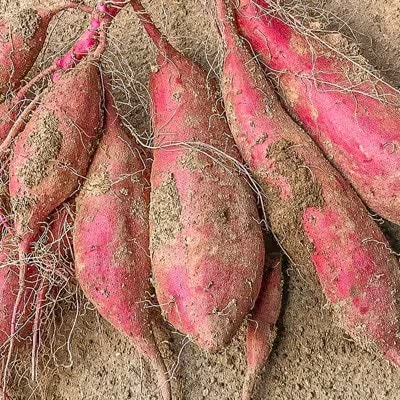 阿蘇小国の冷凍焼き芋「あま～いおいも」(1本(約100g)×10袋入)