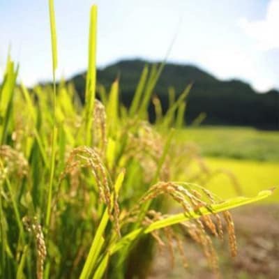 【JA阿蘇小国郷】小国郷産あきげしき5kg