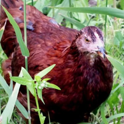 数量限定 白神特選放し飼い秋田比内地鶏 親鳥 250g×2パック[No.5335-0087]