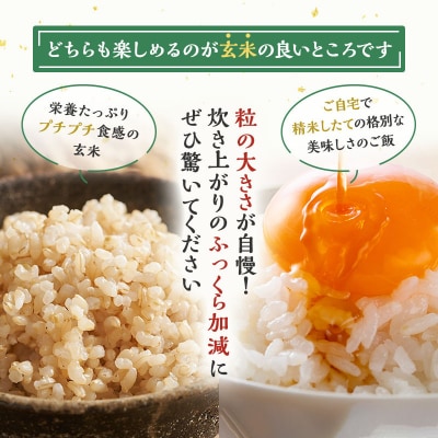 【玄米】秋田県産 あきたこまち 10kg アグリ檜山[No.5335-0036]