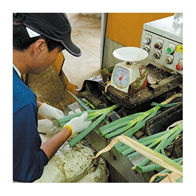 【8月~翌2月限定出荷】白神山地の麓で育った 白神ねぎ 産地直送・鍋物におすすめ!