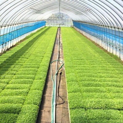 玄米 農家直送!秋田県産 あきたこまち 5kg[No.5335-0183]