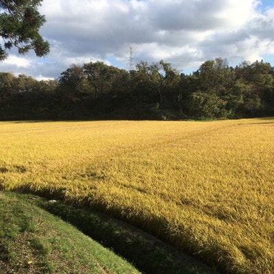 玄米 農家直送!秋田県産 あきたこまち 5kg[No.5335-0183]