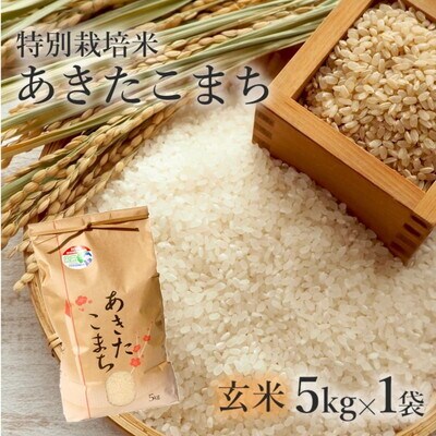 玄米 特別栽培米 あきたこまち 5kg 秋田県産 米専[No.5335-0354]