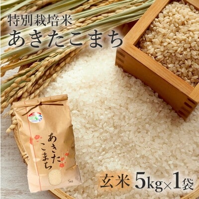 令和7年産 玄米 あきたこまち 5kg  特別栽培米[No.5335-0354]