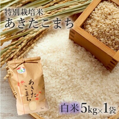 白米 特別栽培米 あきたこまち 5kg 秋田県産 米専[No.5335-0360]